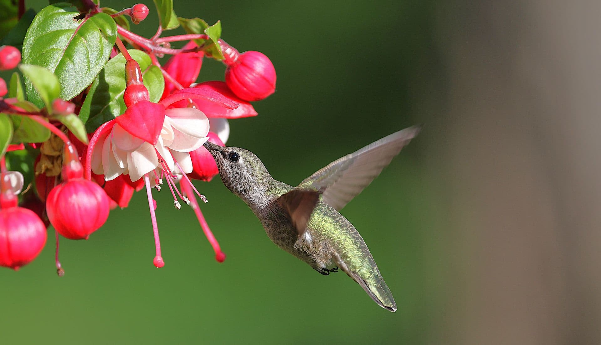 Colibrí frente a flores rojas y blancas de fucsia