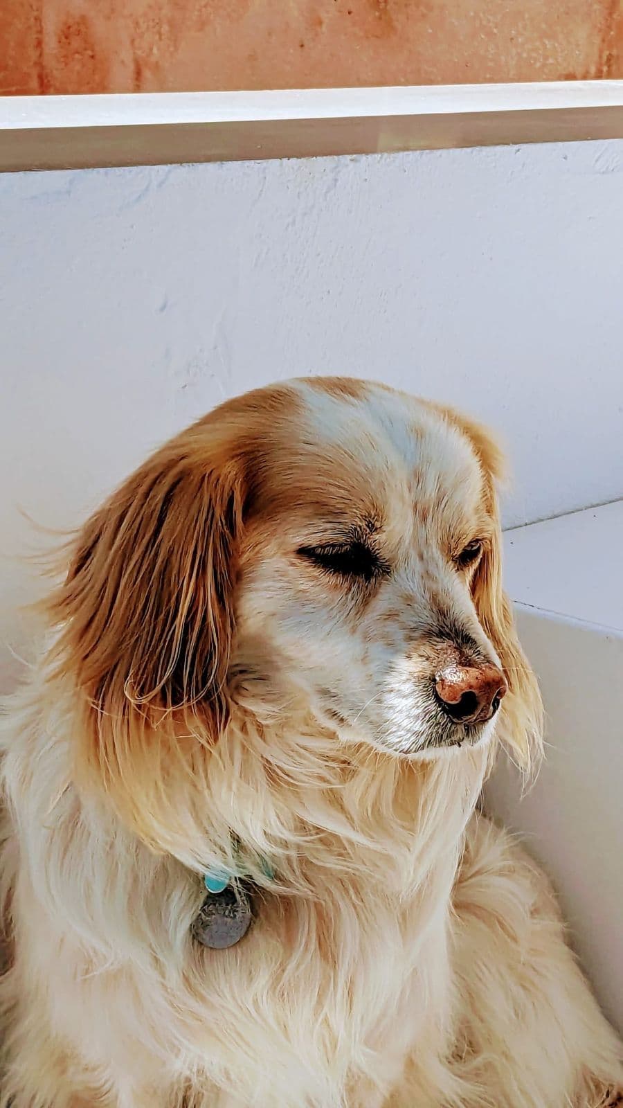 Perro de pelo largo blanco y canela, recostado y tranquilo