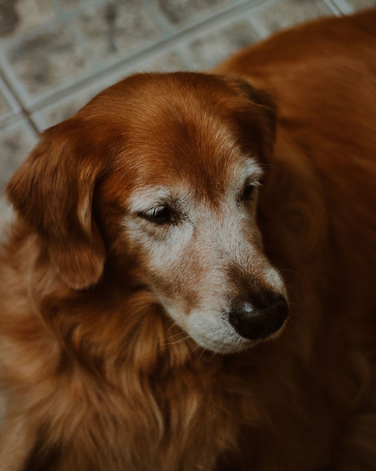Perro golden mayor de hocico canoso