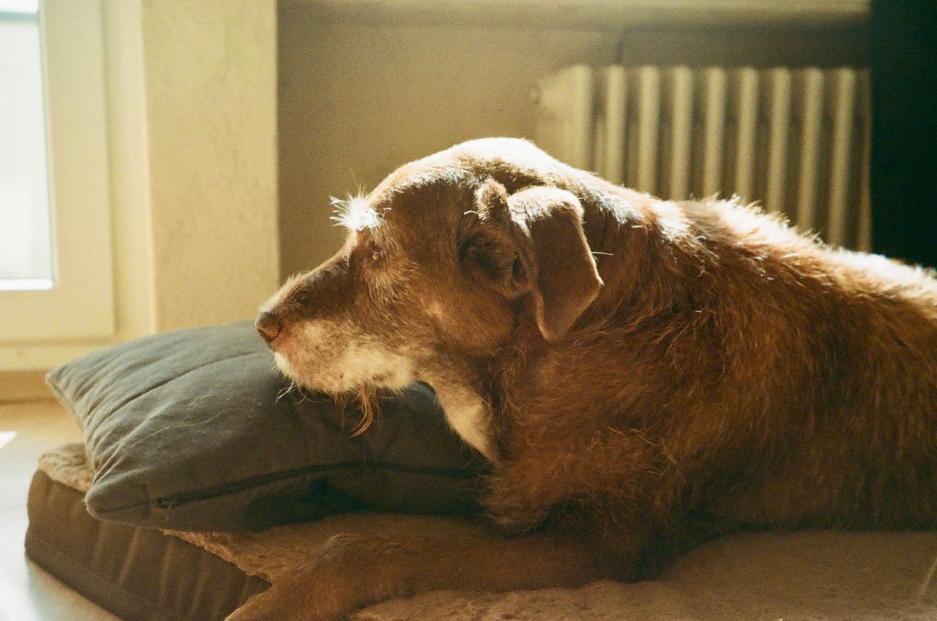Perro café descansando sobre un cojín junto a la ventana