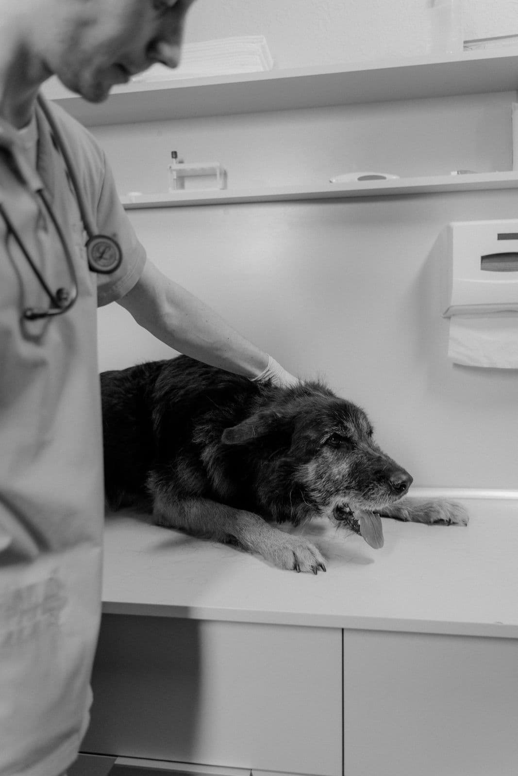 Perro mayor en la mesa de consulta junto al veterinario, en blanco y negro