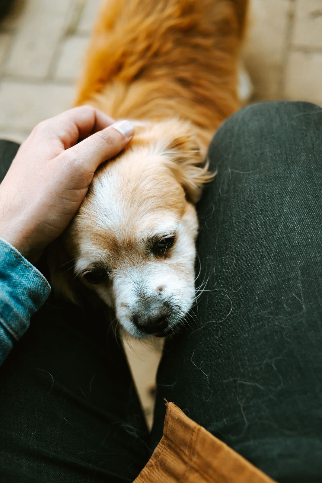 Una mano acaricia con suavidad a un cachorro
