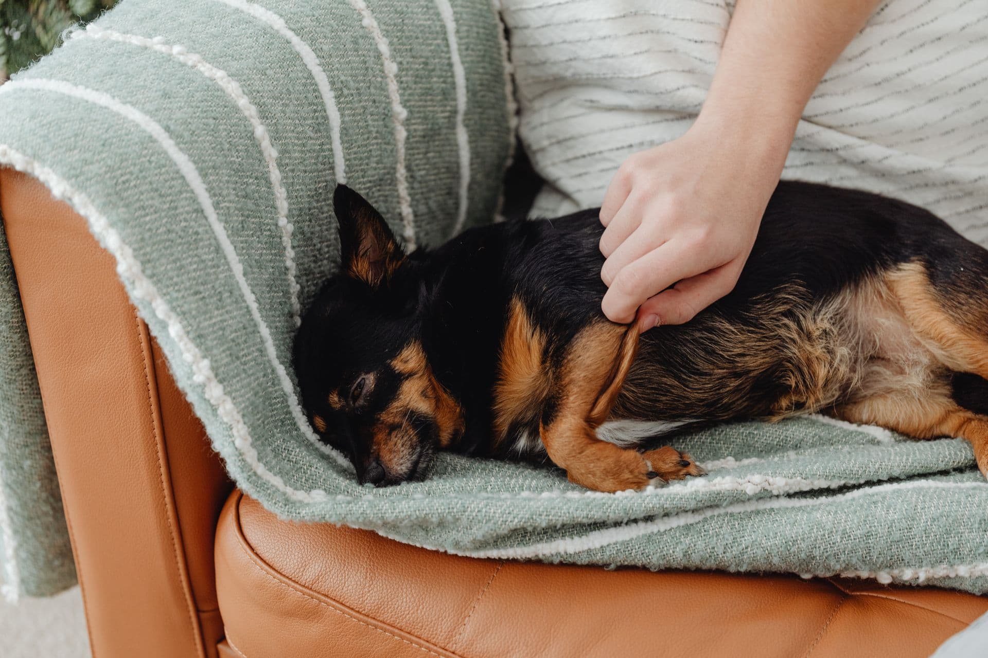 Chihuahua relajado recibiendo caricias en un sillón