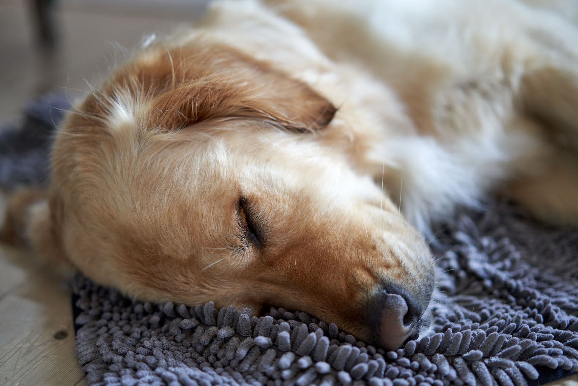 Golden retriever dormido sobre una manta