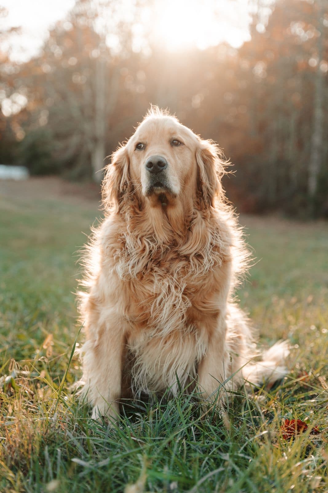 Golden retriever sentado en el pasto, con sol
