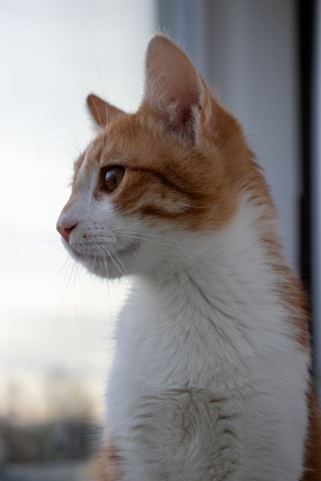Gato naranja y blanco mirando por la ventana