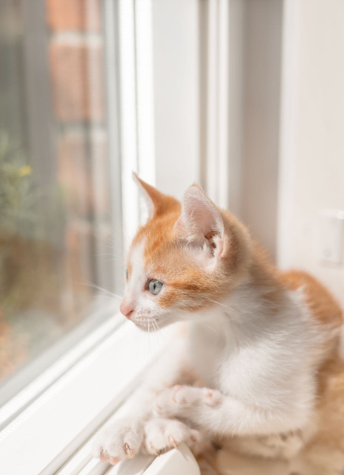 Gatito naranja y blanco asomado a una ventana