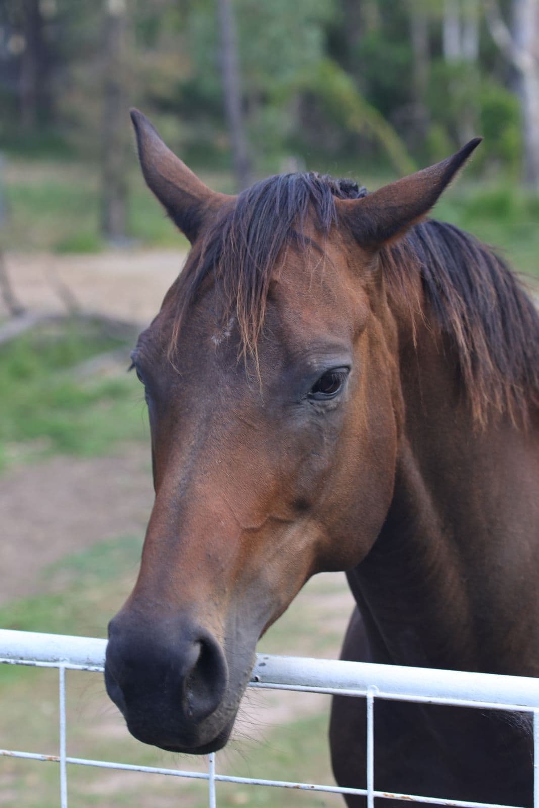 Retrato de un caballo café