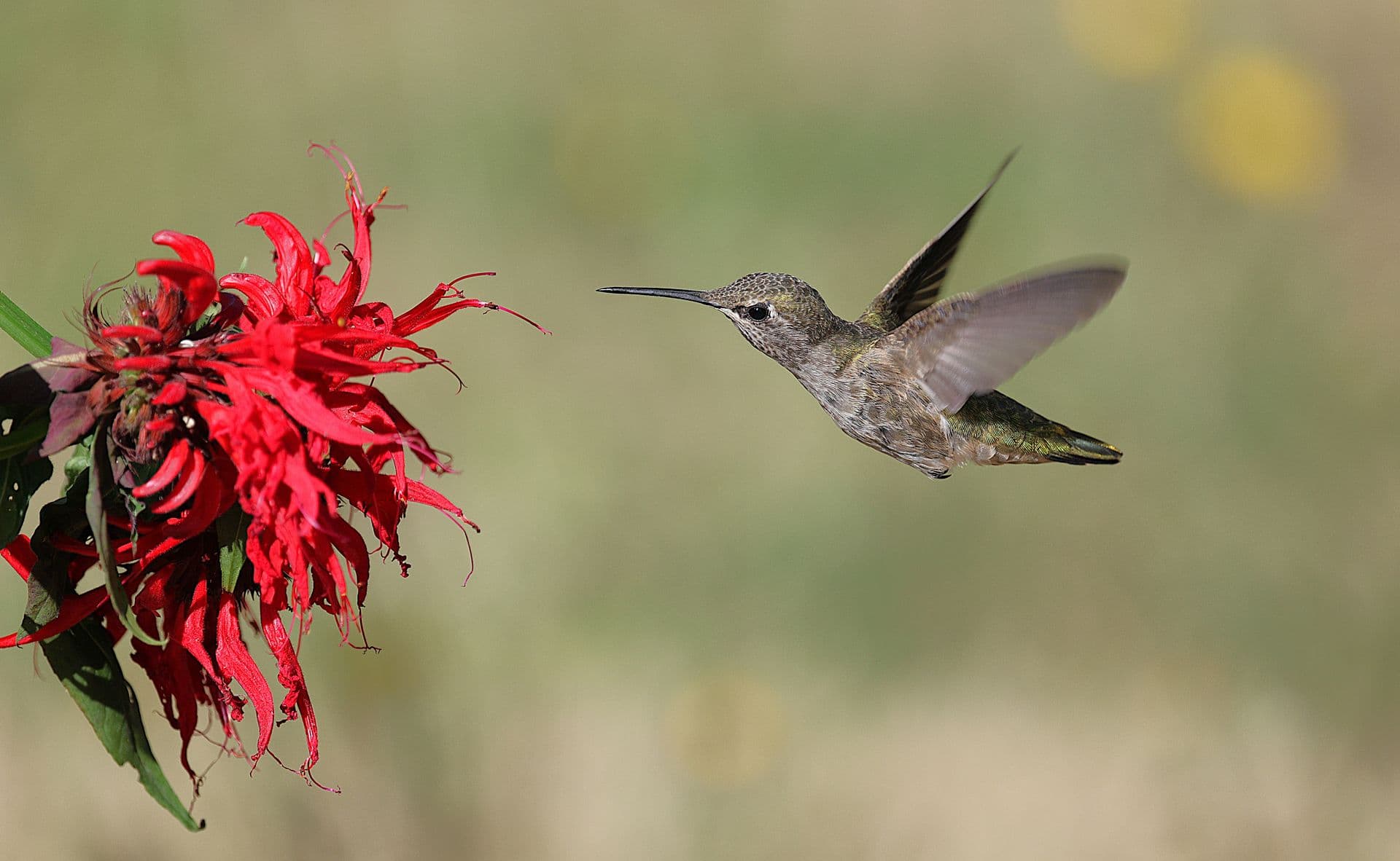 Colibrí en pleno vuelo