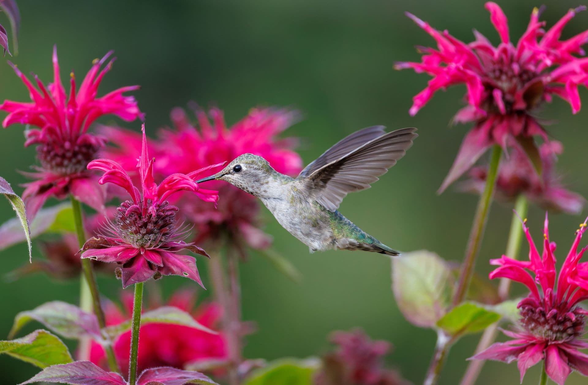 Hummingbird beside fuchsia bee balm flowers