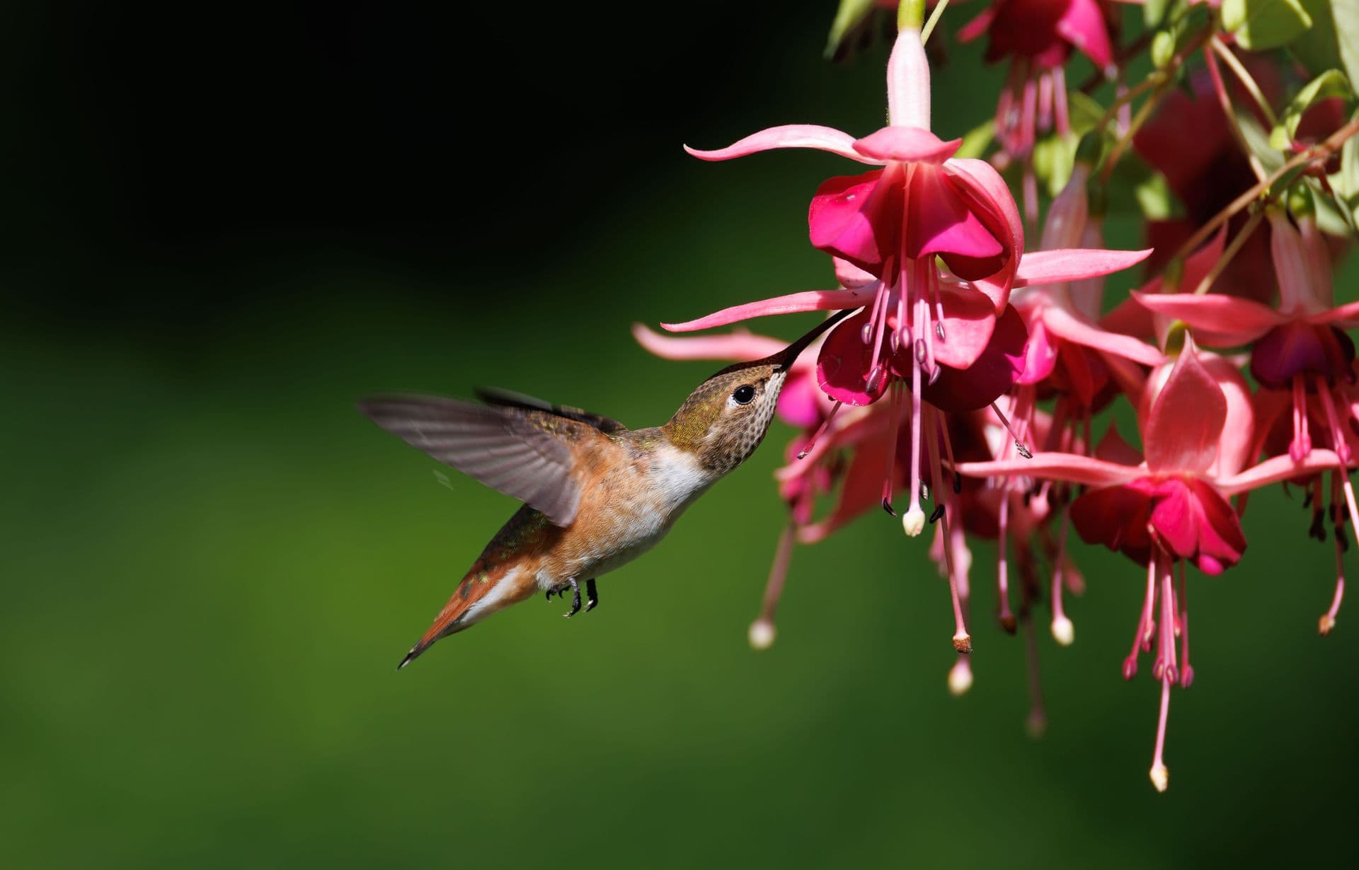 Hummingbird flying toward fuchsia flowers against a dark green background