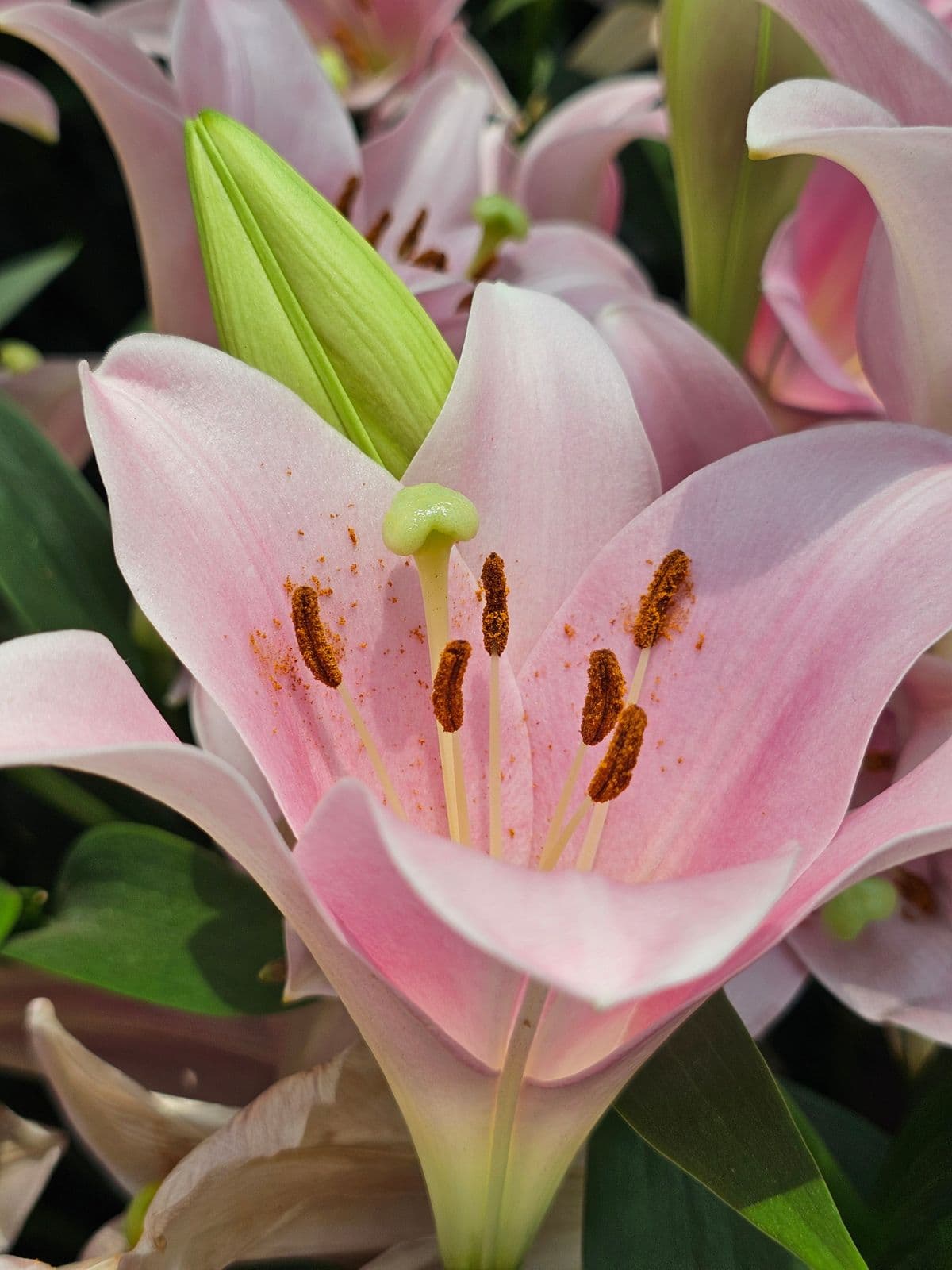 Open pink lilies