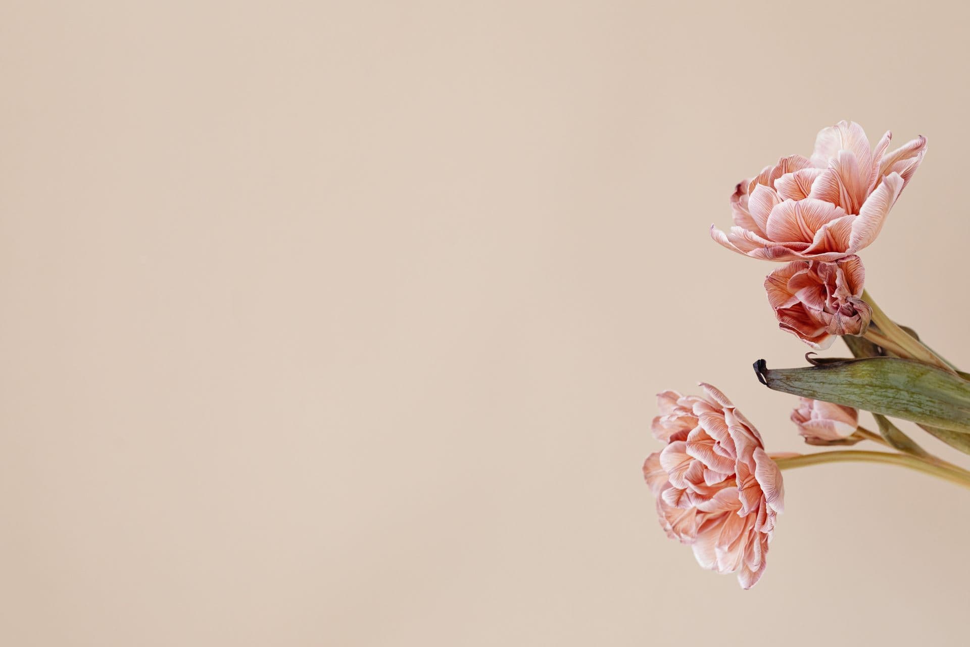 Dried pink flowers against a light beige background