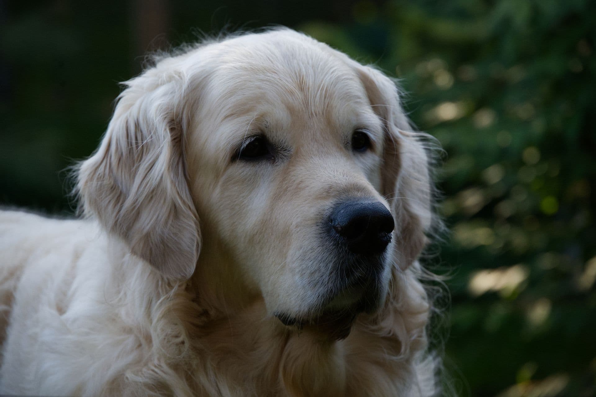 Golden retriever looking to one side, against a green background