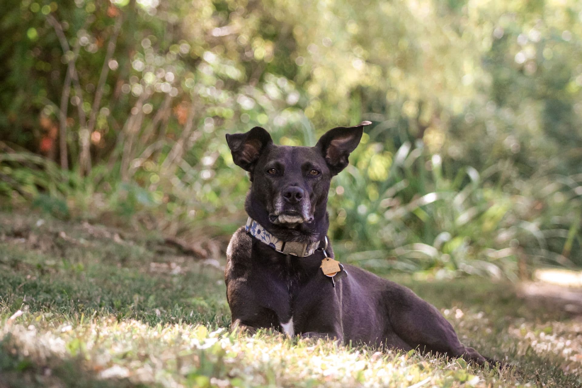 Black dog lying on the grass