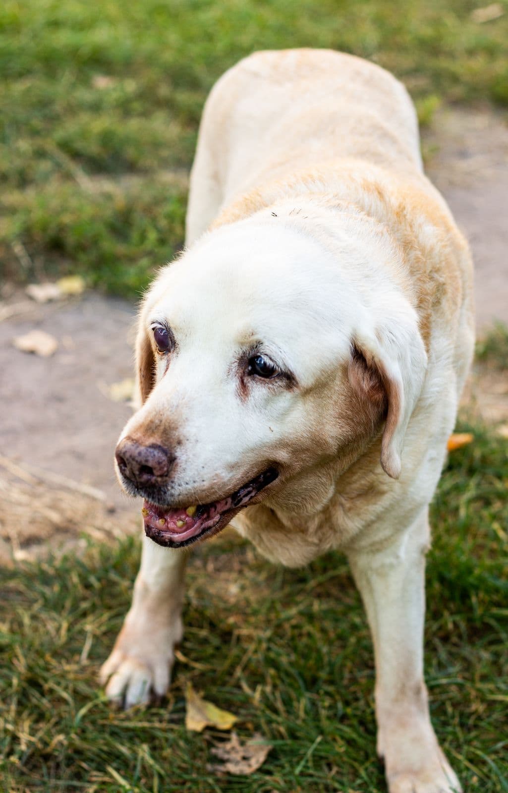 Older white dog walking on the grass