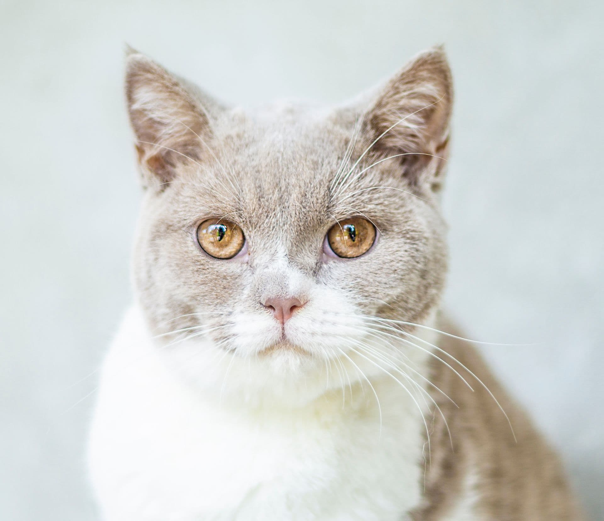 White and grey cat with amber eyes