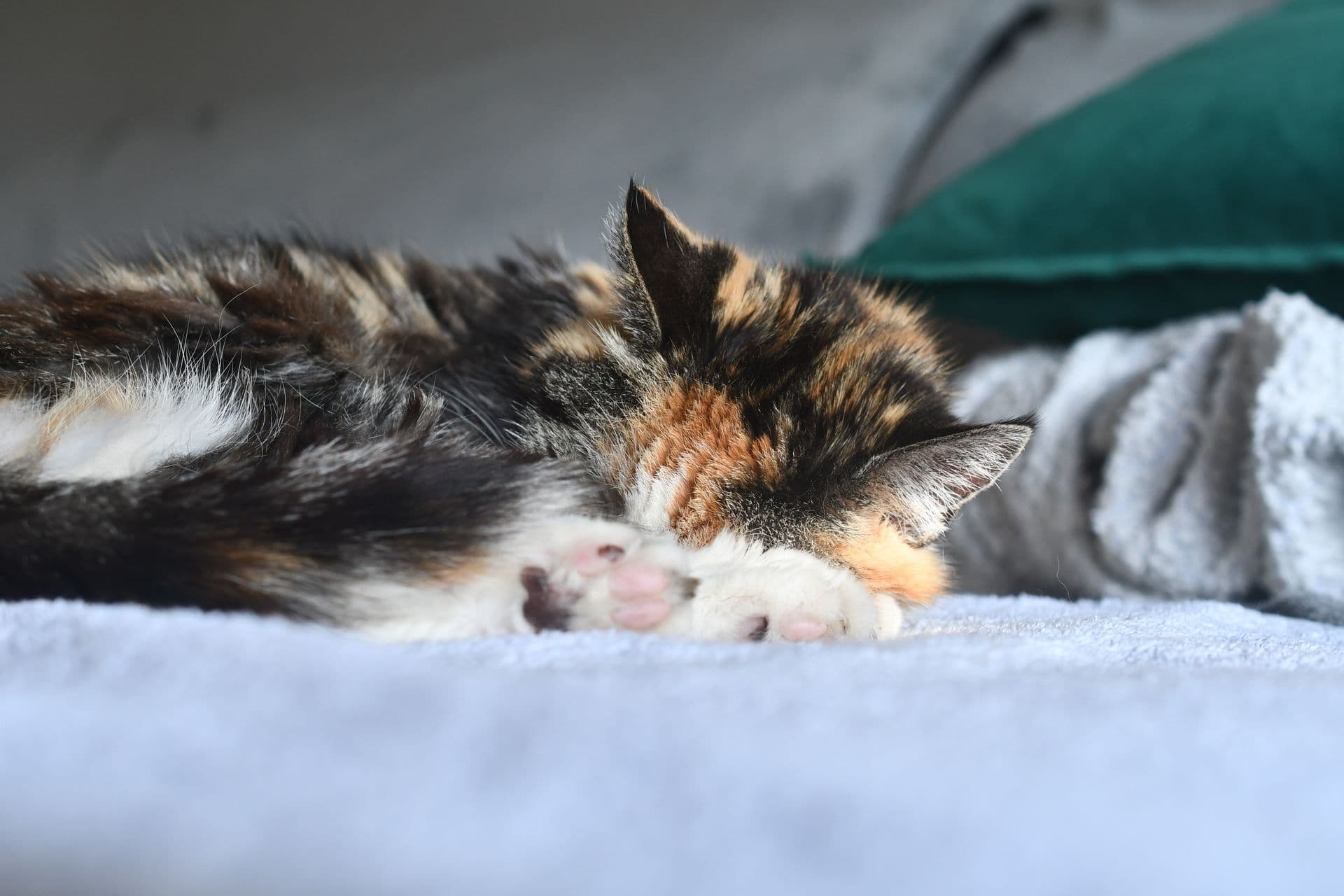 Calico cat asleep on a blanket