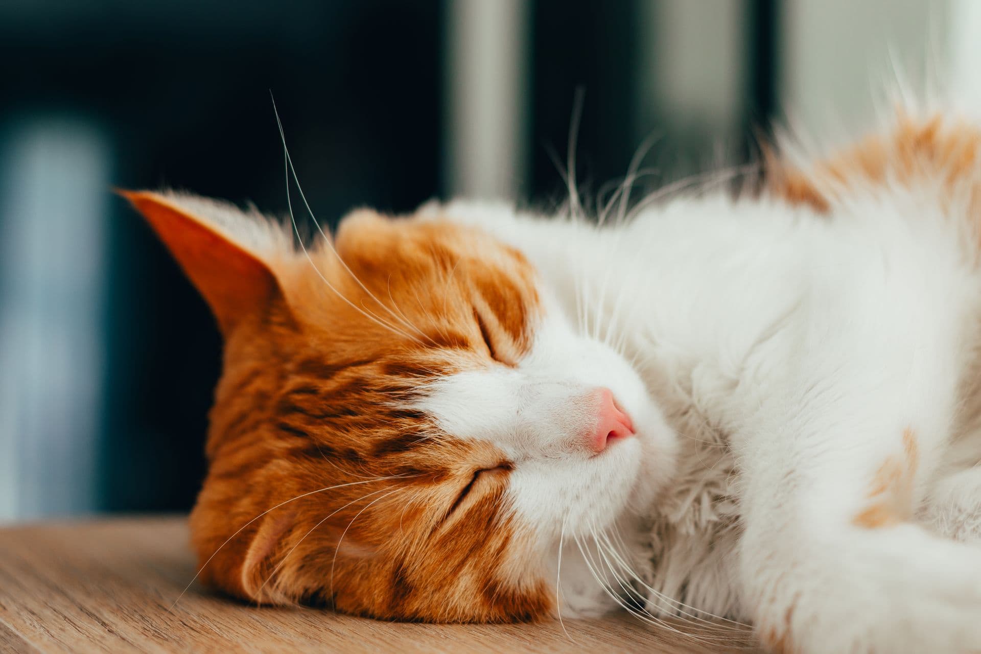 White and ginger cat asleep