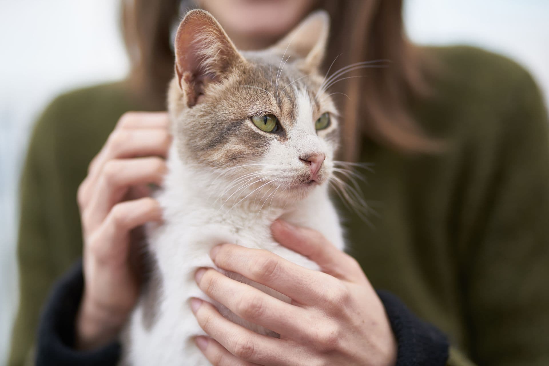 White and grey cat held in someone's arms