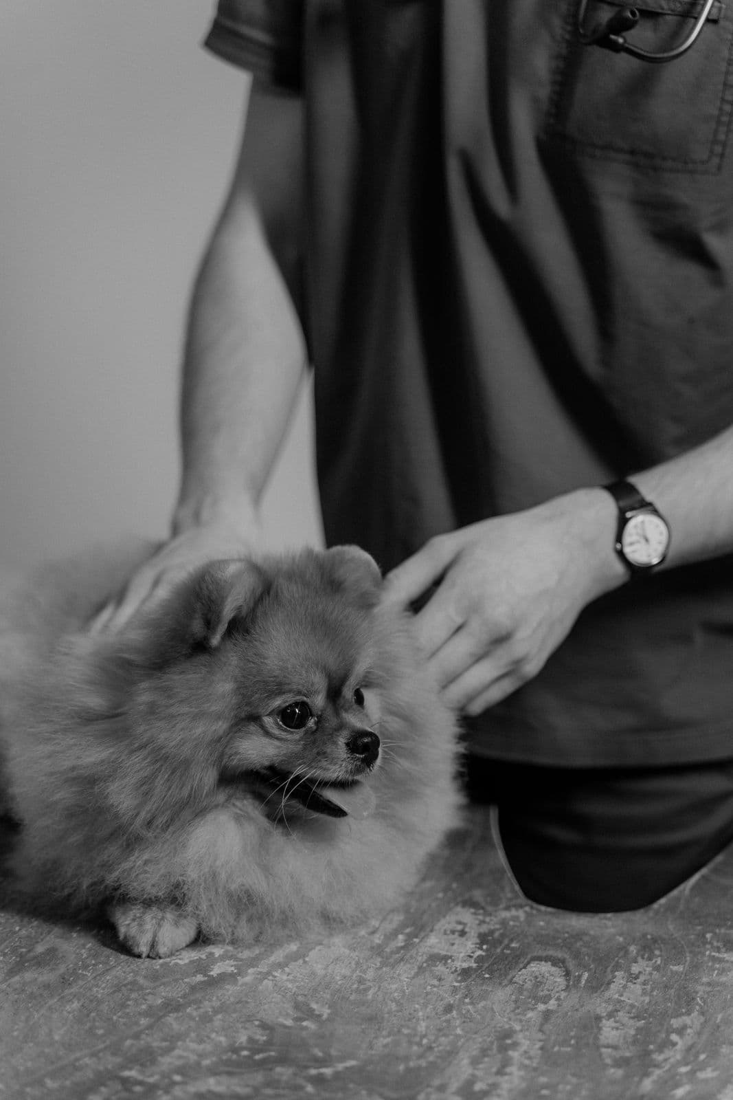 Pomeranian being petted on the examination table, in black and white