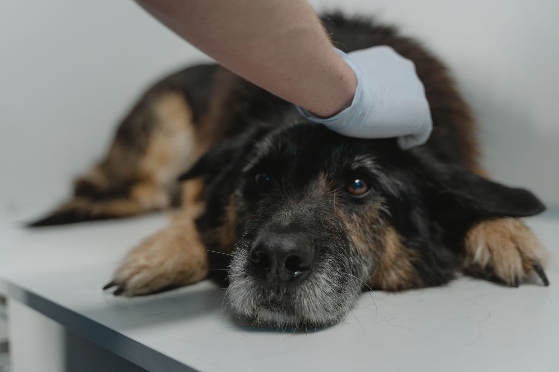 Shepherd dog lying on the examination table while a gloved hand checks it