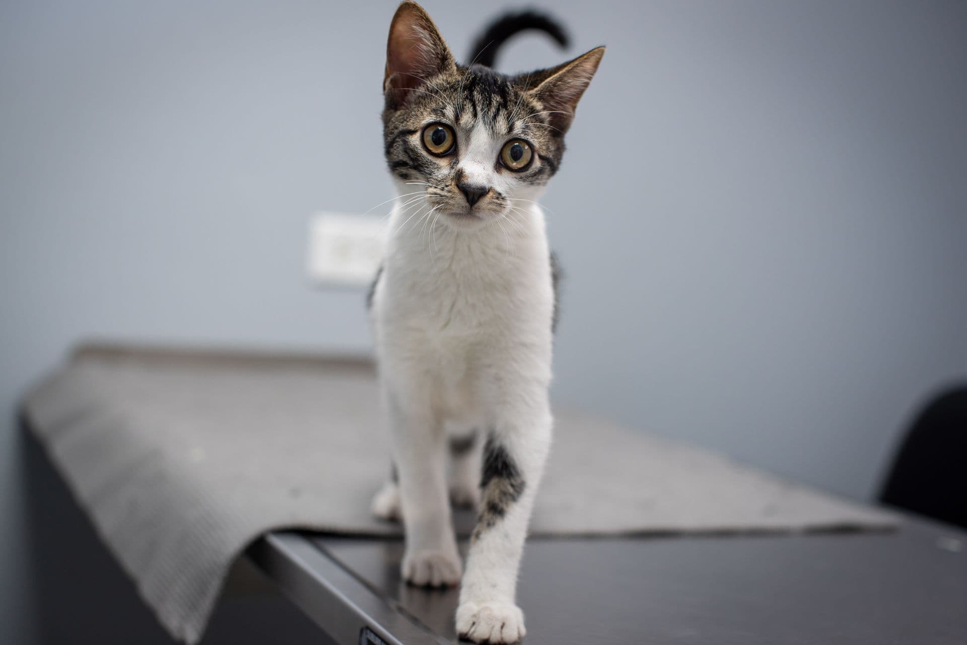 Kitten standing on the examination table