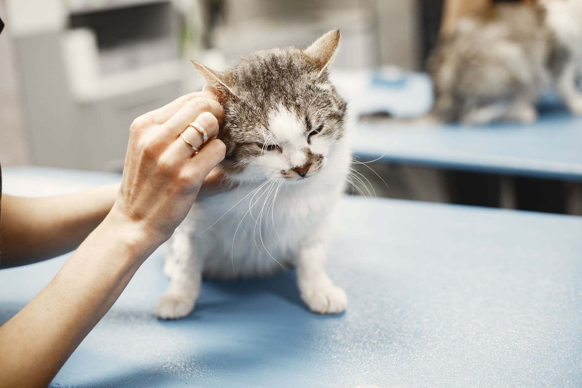 Cat being petted on the examination table