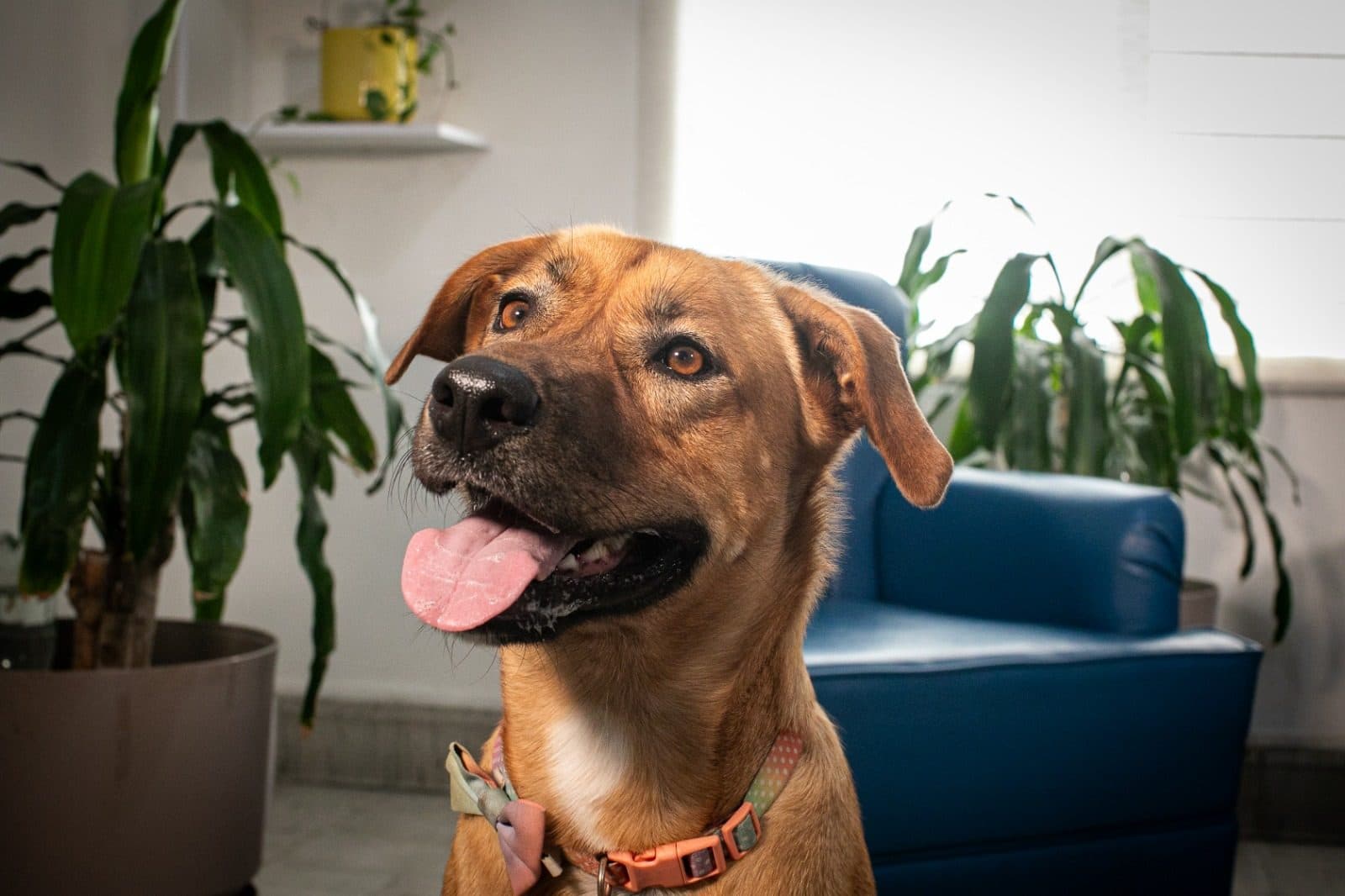 Brown dog with its tongue out at the clinic